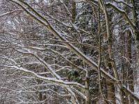 Bäume am Waldwegrand mit frischer Schneeauflage